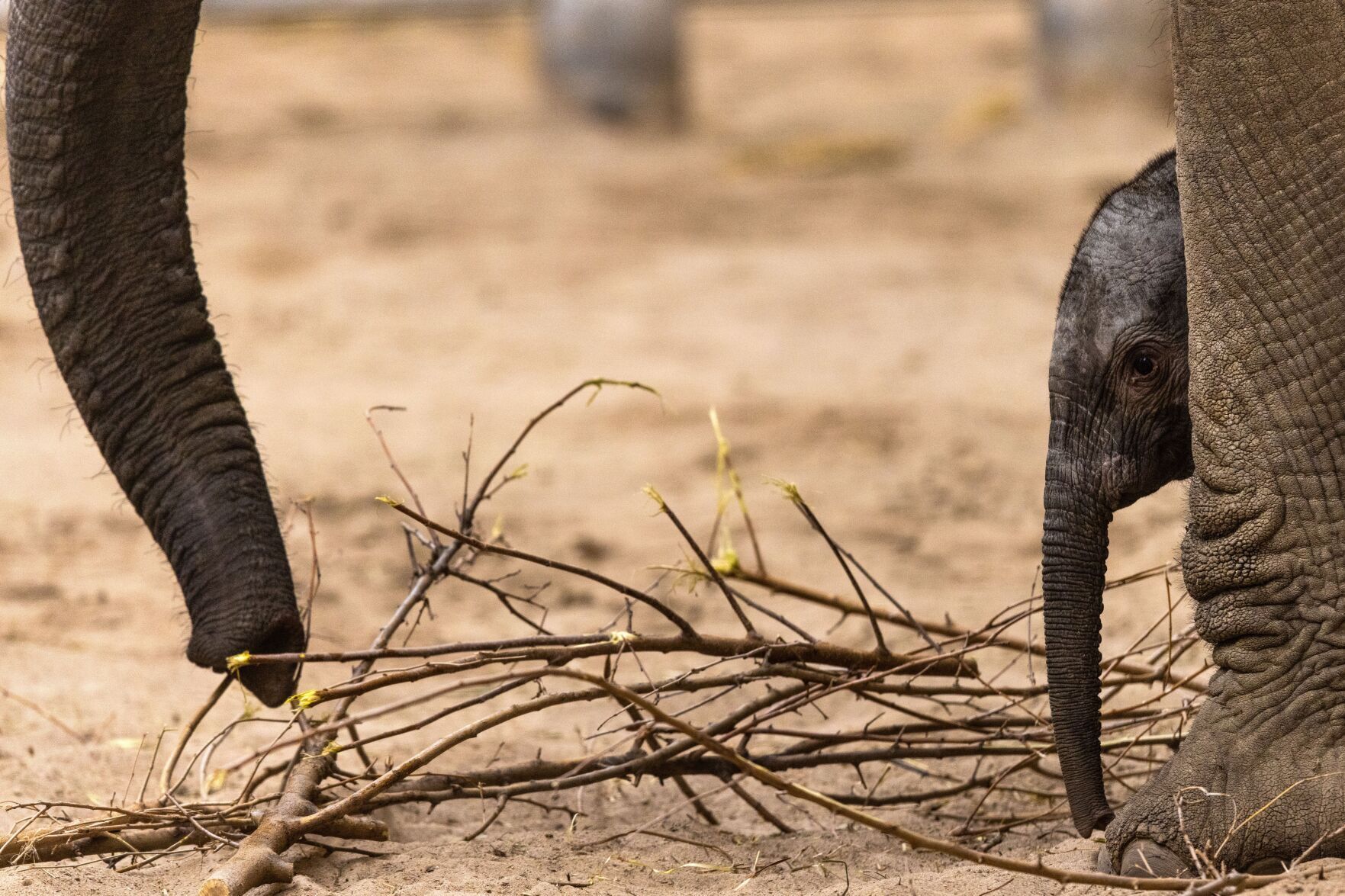 021522-owh-new-elephants-pic-cm001